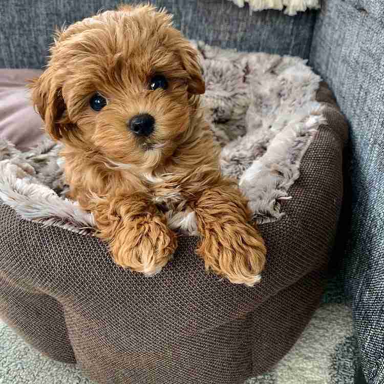 Micro Maltipoo for Sale | MFS Micro Puppies Micro Maltipoo for sale, health verified Embark DNA tested veterinary certificate hypoglycemia cleared 10-year warranty tiny puppies for sale with documentation proof
