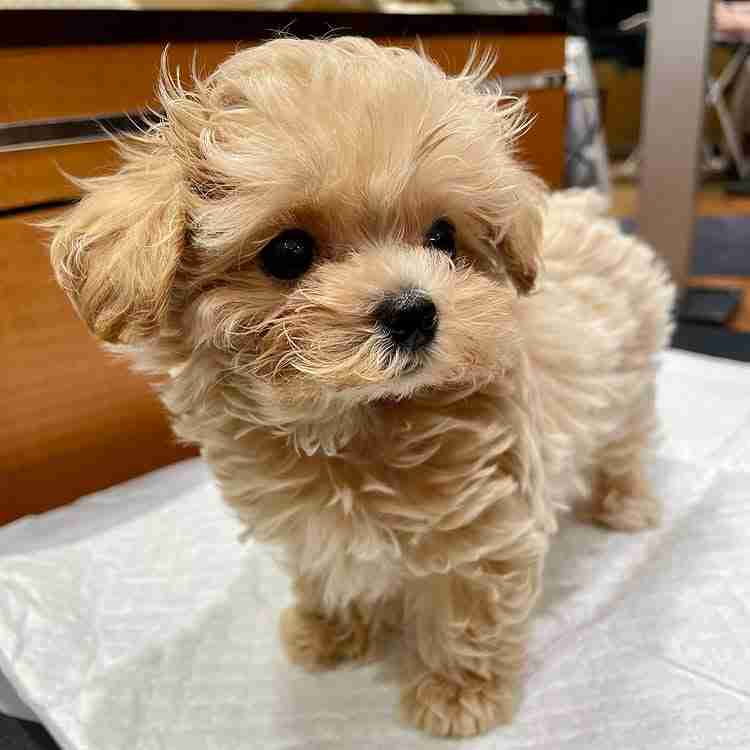 Non-Shedding Dogs for Apartments | Maltipoo | MFS Non-shedding dogs for apartments showing a Teacup Maltipoo from MFS the perfect apartment-friendly puppy breed with hypoallergenic coat under building weight limits and low-maintenance exercise needs for condo and apartment living