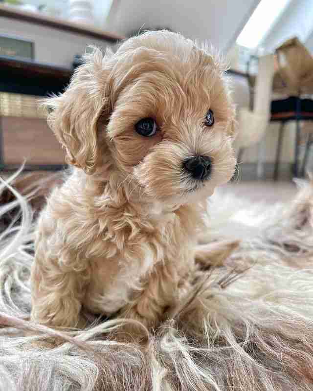 Toy Maltipoo for Sale Near Me | Luke | Light Apricot | Ships Nationwide Toy Maltipoo for sale near me Luke light apricot male teddy bear face fluffy coat $1,300 MFS ships nationwide Flight Nanny delivery all 50 states