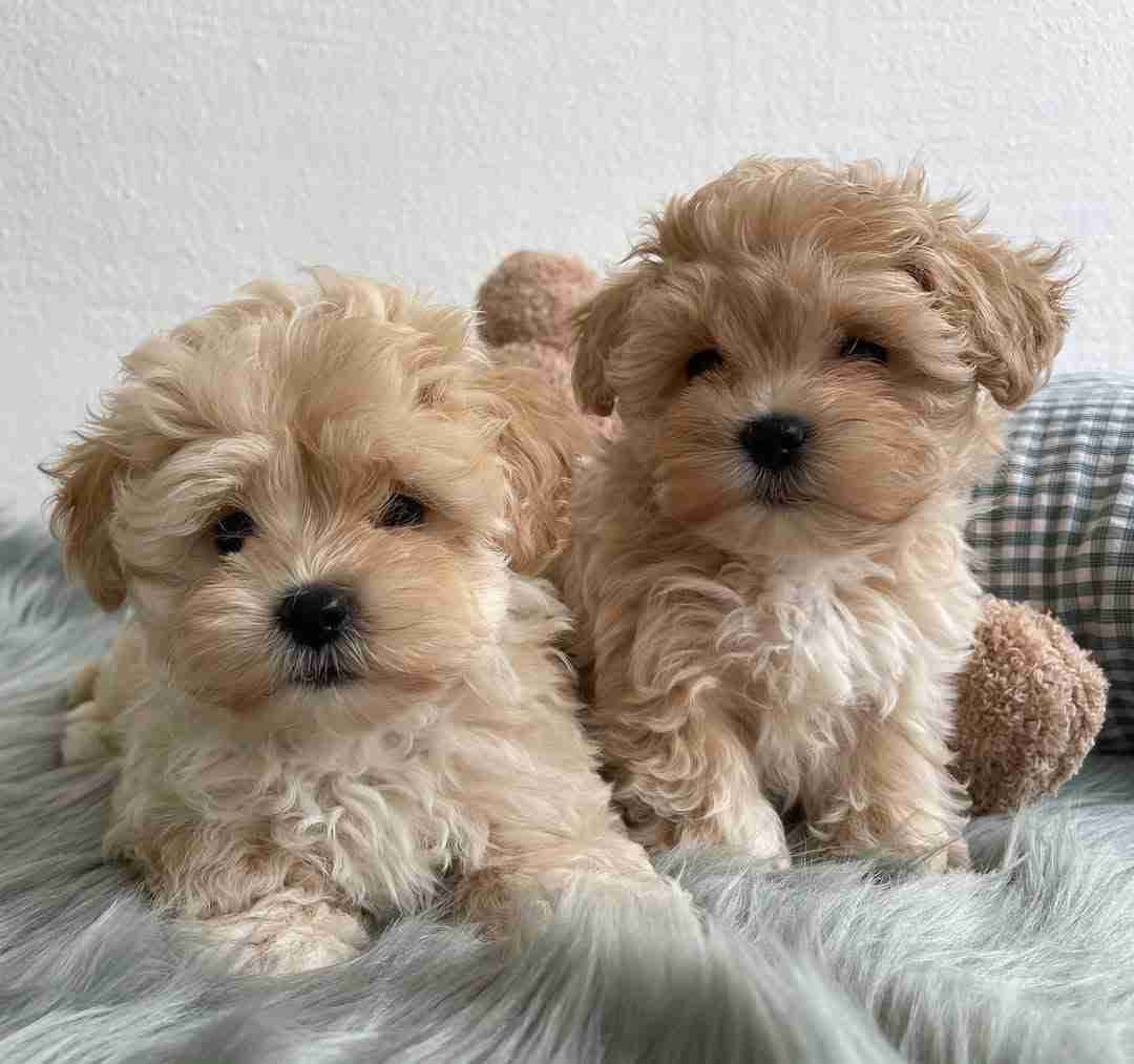 Maltipoo Puppies for Sale Near Me | MFS Nationwide Delivery Maltipoo puppies for sale near me at MFS breeding facility in Omaha Nebraska showing six healthy Embark DNA-tested Maltipoo puppies with teddy bear faces available for nationwide Flight Nanny delivery to families searching for reputable Maltipoo breeders with 10-year health guarantees