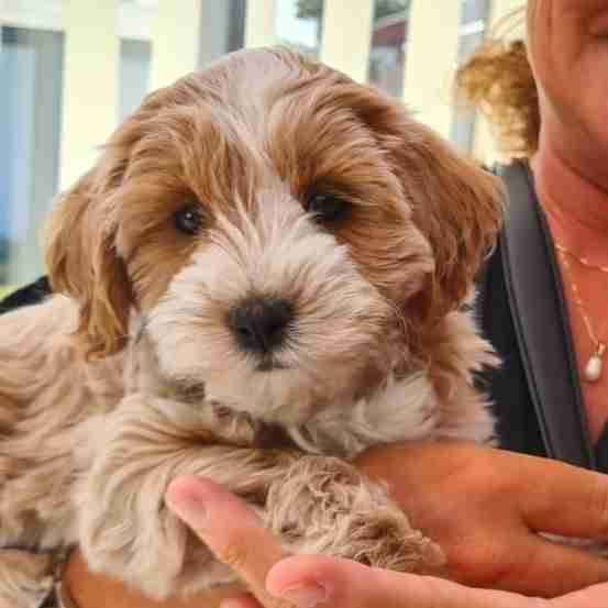 Maltipoo testimonials by our happy customer from Richmond, VA