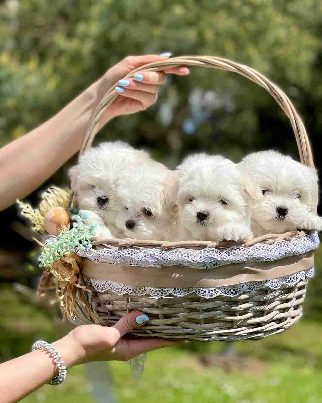 AKC Maltese Puppies for Sale | Purebred White Maltese with 10-Year Health Guarantee | Where is the Best Place to Buy a Maltipoo Puppy? | MaltipoosForSale.com Four adorable AKC registered white Maltese puppies with silky fluffy coats and dark button eyes sitting together in a professional socialization playpen at MaltipoosForSale.com breeding facility in Omaha Nebraska, showcasing the purebred Maltese temperament and champion bloodline quality that comes with our industry-leading 10-year health guarantee and Embark DNA testing for over 250 genetic conditions, perfect hypoallergenic non-shedding companion dogs for seniors and families seeking the best small dogs with a gentle loving personality