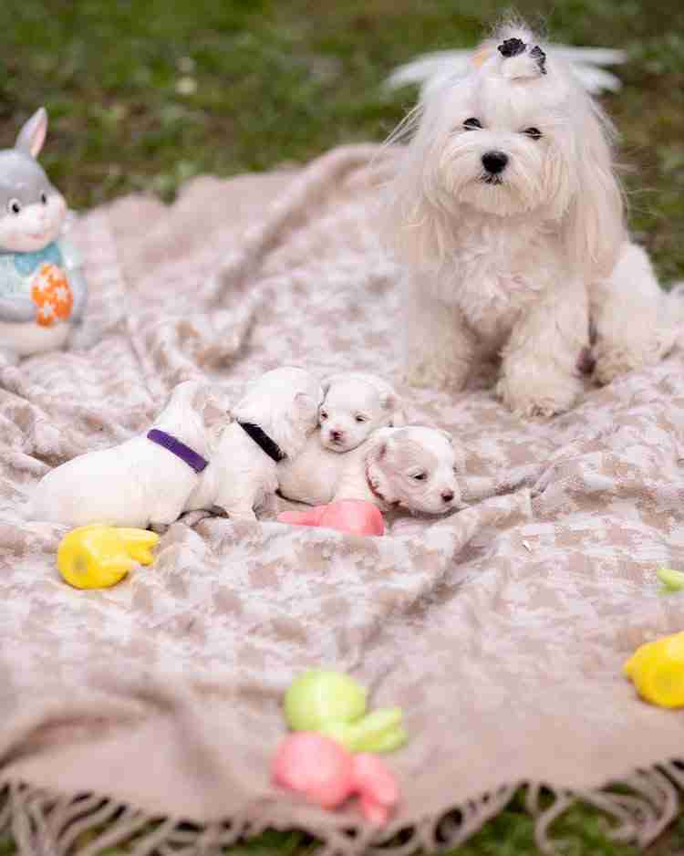 AKC Purebred White Maltese Mom A stunning AKC purebred white Maltese mom sitting protectively on a neutral blanket with her newborn puppies, showcasing the high-quality genetic foundation of our elite Maltipoo breeding program.