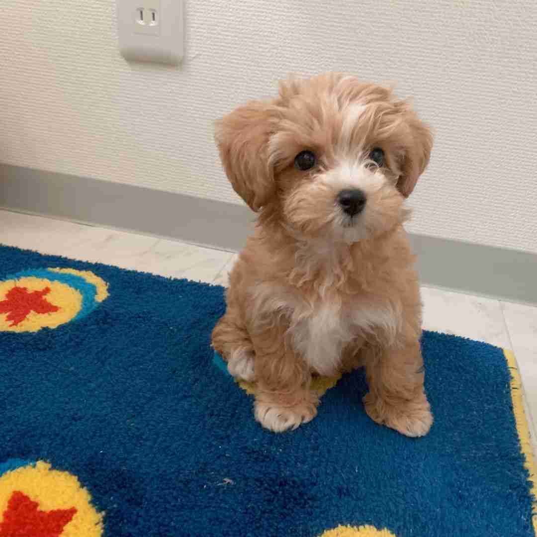 Apricot Maltipoo Puppy for Sale | Alph | Toy Male | $1,300 | MFS Apricot Maltipoo puppy for sale Alph Toy Maltipoo male light apricot cream coat teddy bear face sitting on blue rug $1,300 MFS breeder Embark DNA tested health guaranteed ready now