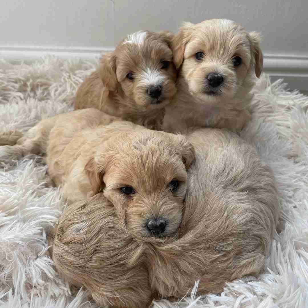 Types of micro Maltipoos? Are micro Maltipoos real and healthy - how to spot scams and find legitimate breeders - verify DNA testing and health documentation - buy safe from MFS