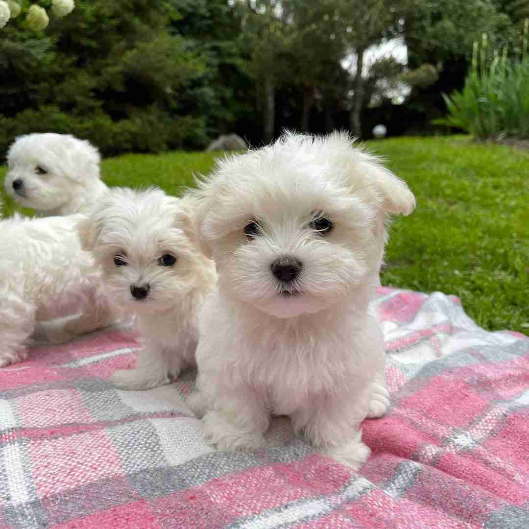 Big Maltese â The Sturdy Miniature Breed Standard A group of four healthy white Miniature Maltese puppies sitting together on a soft plush rug, showcasing the robust Big Maltese breed standard with pure white coats, jet-black pigment, and sturdy bone density.