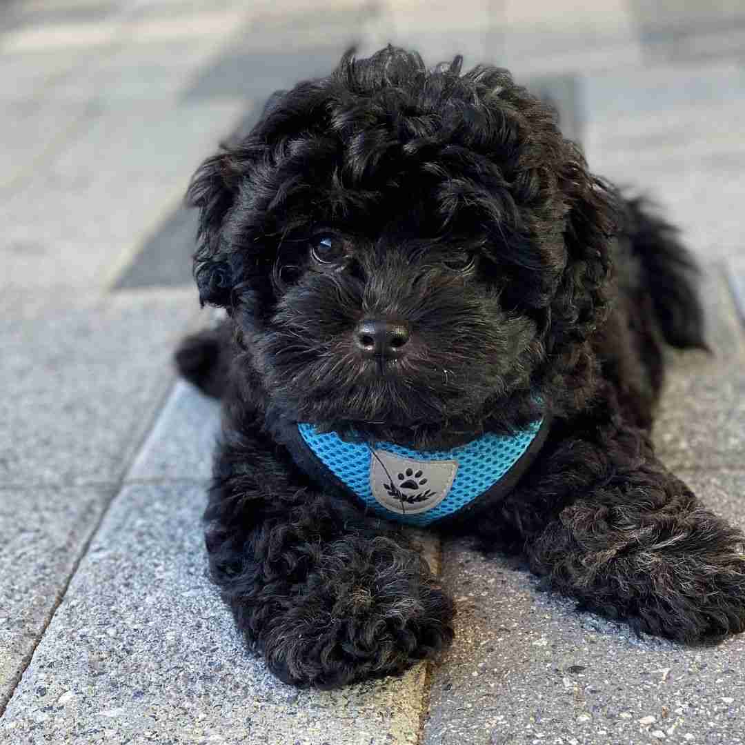 Black Maltipoo vs Apricot, Cream, White | Ants Color Comparison | Unique Benefits Black maltipoo vs apricot cream white Ants color comparison benefits all black maltipoo unique appearance tear staining visibility rare