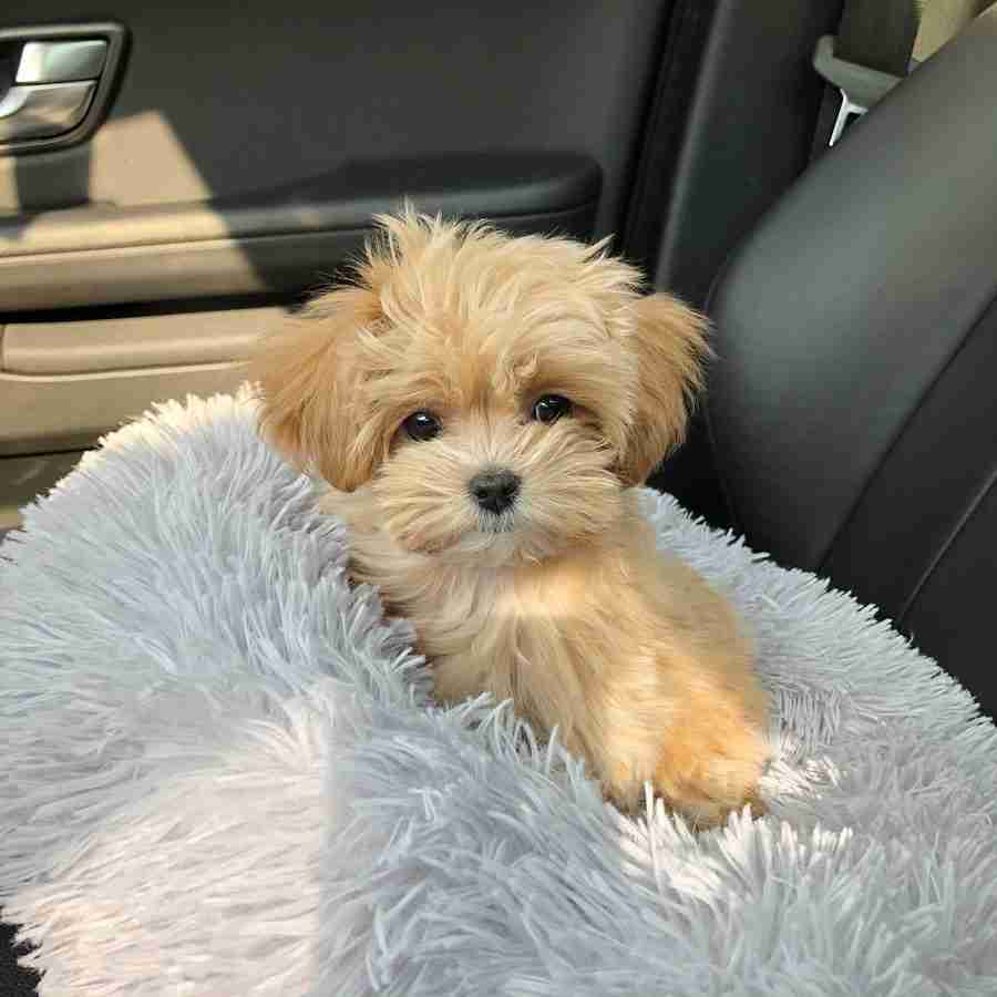 Blonde Maltipoo Puppies for Sale | Ruby | Miniature Maltipoo Female | $1,200 Blonde maltipoo puppies for sale Ruby miniature maltipoo for sale female 11-20 lbs best hypoallergenic small dogs for families medium size maltipoo MFS best blonde maltipoo puppies $1,200 NYC Long Island Seattle Grand Rapids delivery