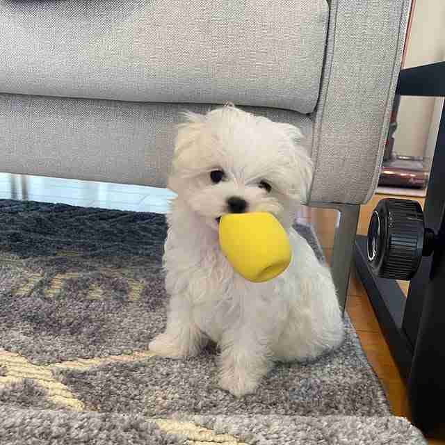 Boss â Buy Large Maltese Puppy Male Boss, a handsome white male Maltese puppy, standing confidently on a plush surface looking at the camera with large dark eyes and a coal-black nose, representing a sturdy purebred Maltese.