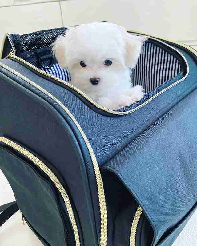 Buy Teacup Maltese Puppy â Transparent Pricing & Quality A photo of a hand gently holding a tiny Maltese puppy, titled Buy Teacup Maltese Puppy. This image showcases the extreme smallness and fragility of the teacup size, with the puppy's pure white fur and dark pigment on full display.