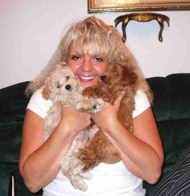 Breeder Cathy Holding Red and Apricot Maltipoo Puppies A smiling woman, Cathy, holding two Maltipoo puppies close to her faceâone light apricot and one deep red. This is the gold standard for apricot and red Maltipoos for sale.