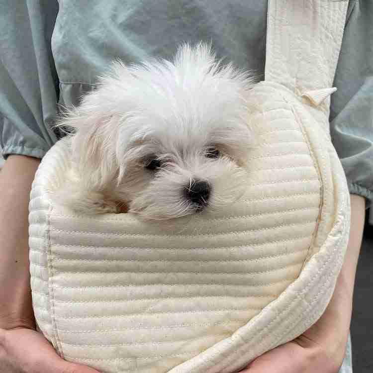 A fluffy Maltese puppy for sale with bright white fur peeks its head out of a cream-colored quilted fabric carrier bag. The bag is being held by a person wearing a sage green shirt. The puppy has a small black nose and dark eyes, looking directly forward.