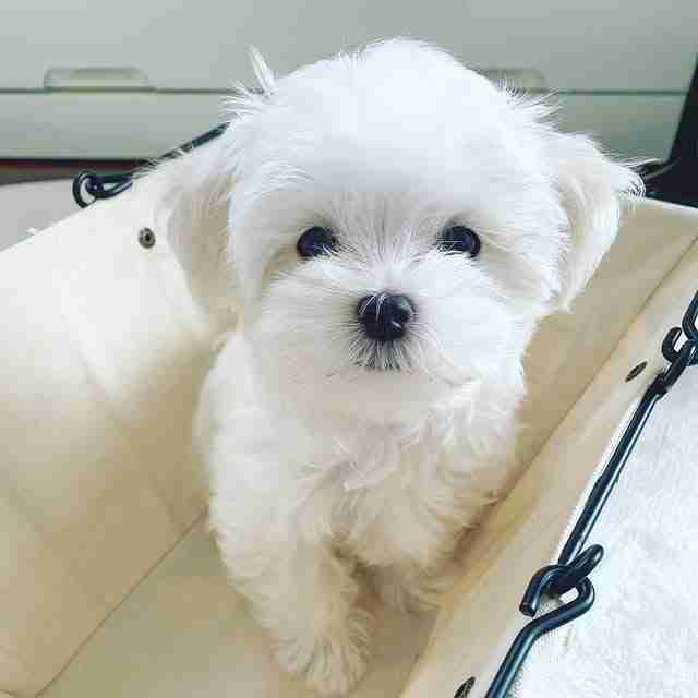 Abie â The Sweet Giant Maltese Female A gentle female Maltese puppy named Abie sitting peacefully, showing her sweet expression, perfectly groomed white fur, and a patient, calm disposition.