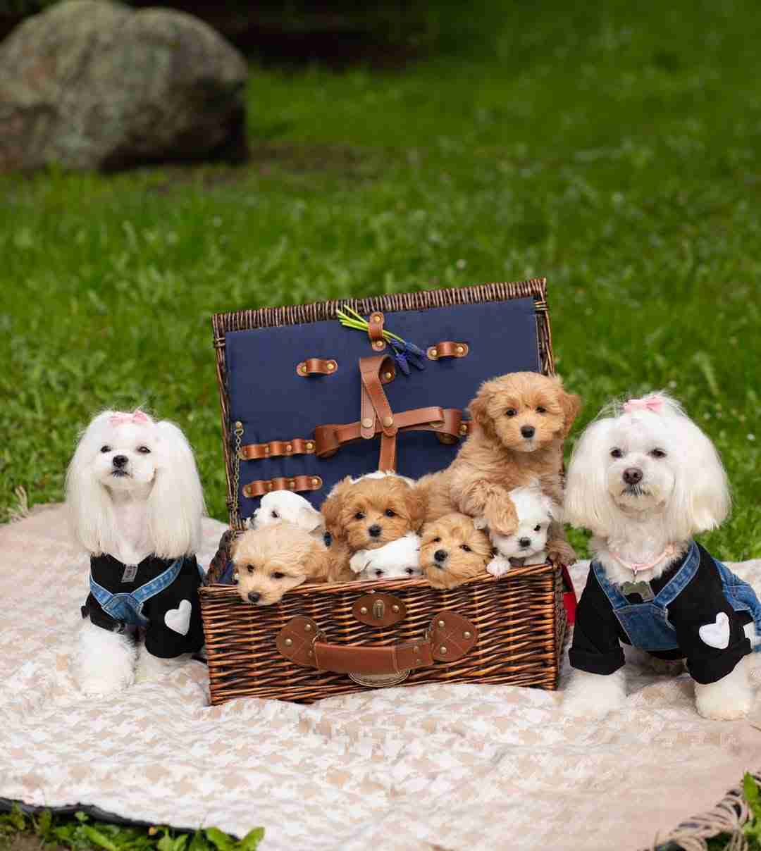 Variety of Maltese and Maltipoo Puppies in Outdoor Wicker Basket A wicker basket on a blanket filled with white and apricot puppies. Two adult Maltese in denim overalls sit beside them, showcasing our diverse maltese and maltipoo puppies for sale. Caption: Find your perfect size and color among our latest maltese and maltipoo puppies for sale.