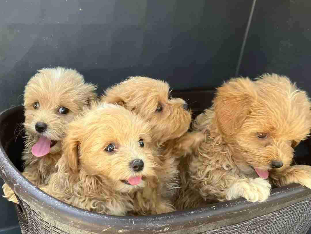 6 hypoallergenic toy Maltipoo puppies for sale A 5-10 lb toy maltipoo puppies for sale in a travel carrier for Maryland, Colorado, Florida, Texas and New York, airline travel.