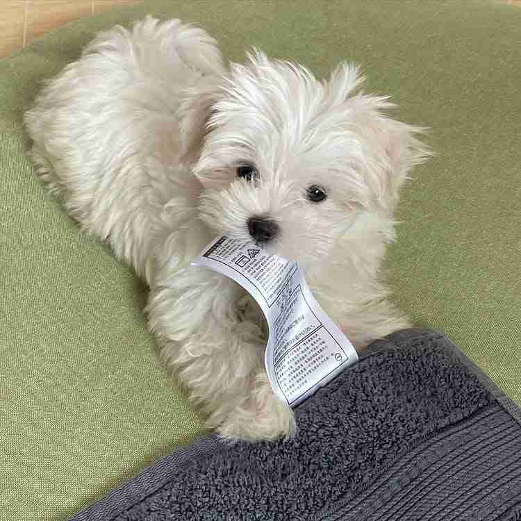 Saly â Ethical Maltese Adoption Puppy Alternative Saly, a cuddly female Maltese puppy, curled up in a soft blanket, looking up with a grateful, happy expression and pristine white coat.