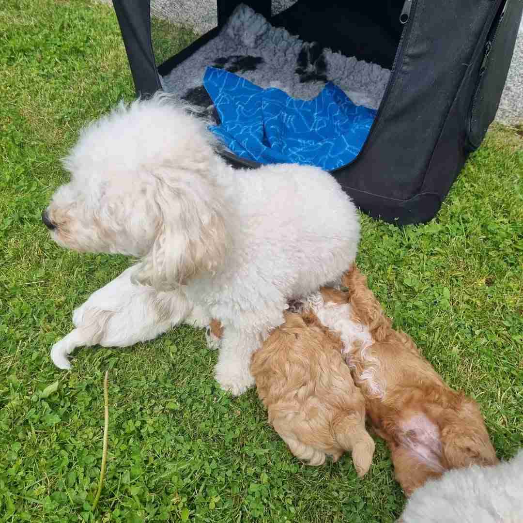 Maltese Dam with Maltipoo Puppies | Ethical Maltipoo Breeder | Health-Tested Parent Dogs | How Do I Know If a Maltipoo Breeder Is Legitimate? AKC registered white Maltese dam with her nursing Maltipoo offspring enjoying outdoor enrichment at the Magee family breeding program, this health-tested Maltese mother is OFA certified Embark DNA screened and lives as a cherished family pet producing only 3-4 litters before retirement to a loving forever home, demonstrating the ethical Maltese breeding practices that ensure genetically healthy puppies with excellent temperaments through natural maternal rearing extended nursing periods and proper socialization in a home environment