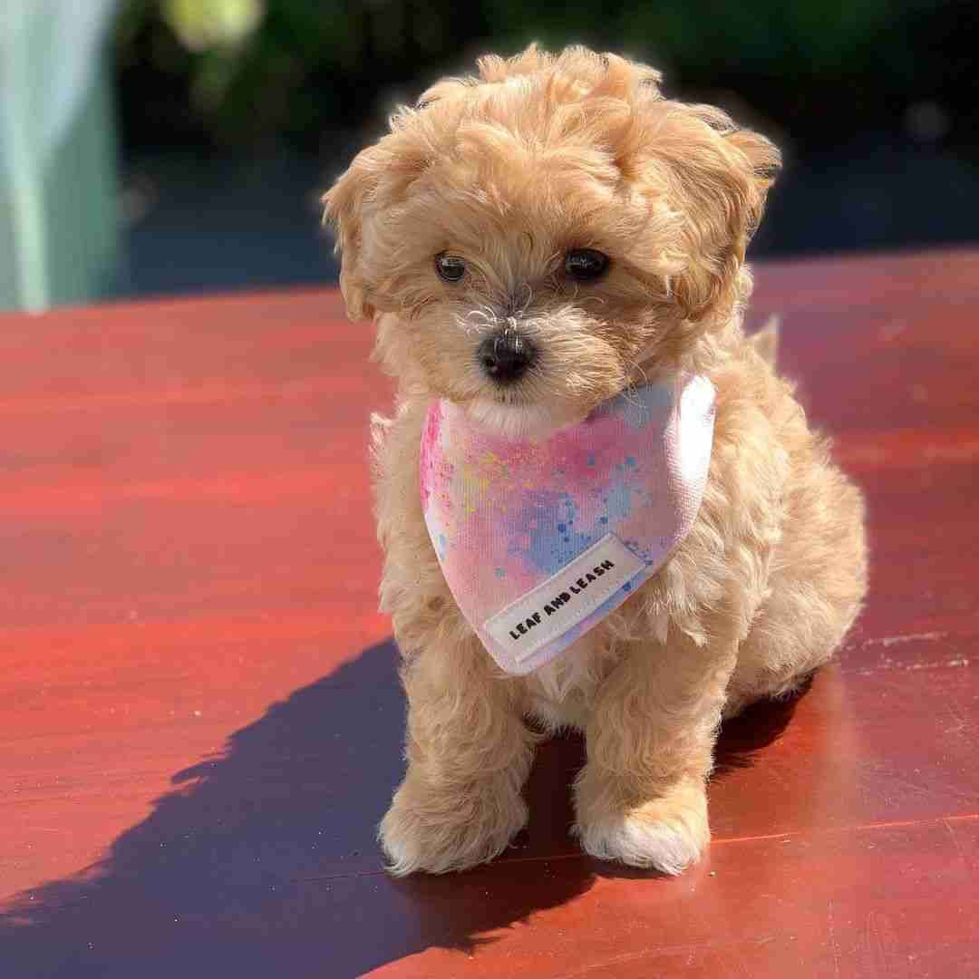 Maltese Mini Poodle Mix for Sale | Daisy | Cambridge MA, Apopka FL, Irvine CA Delivery Maltese mini poodle mix for sale Cambridge MA Apopka FL Irvine Santa Ana Anaheim Long Beach CA Daisy apricot mini maltipoo Flight Nanny delivery $1,200