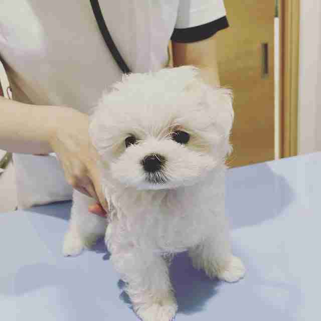 Maltipoo Puppies with Health Guarantee: The MFS Medical Standard Small white Maltipoo puppy receiving a veterinary exam to verify health; part of our Maltipoo puppies with health guarantee program featuring 250+ DNA tests and a 10-year genetic health promise.