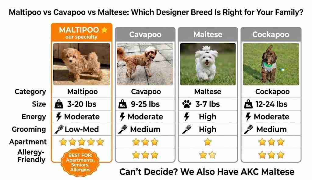 Maltipoo vs Cavapoo vs Maltese: Which Designer Breed Is Right for Your Family? Breed comparison infographic for Maltipoo vs Cavapoo vs Maltese vs Cockapoo, detailing size, energy, and apartment suitability with the Maltipoo highlighted as the premier MFS specialty breed.