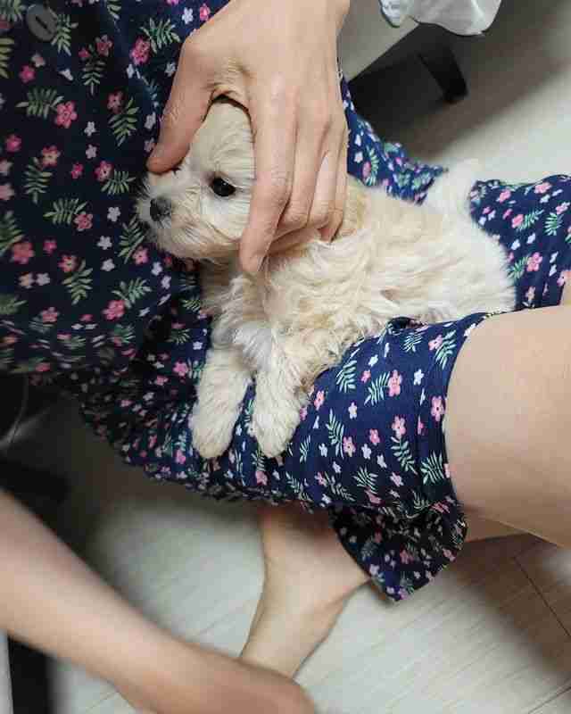 A fluffy cream-colored puppy featured in MFS Maltipoo and Maltese reviews, resting calmly in a new owner's lap. The image highlights the small size and affectionate nature of MFS designer breeds. Image showing MFS Maltipoo and Maltese reviews from verified owners. Features 5-star ratings, testimonials on puppy health, and praise for the Flight Nanny delivery service across 22 states.
