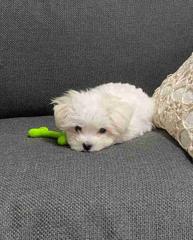 Micro Teacup Maltese For Sale â Ultra Rare 3lb Size An extreme close-up of a Micro Teacup Maltese for sale, sitting inside a ceramic tea mug to demonstrate its tiny, hand-sized proportions. This purebred puppy features jet-black eyes and a snow-white coat, highlighting the rare genetics that keep this dog under 4 pounds as an adult.