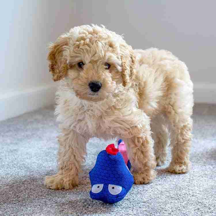 Mini Hypoallergenic Dog for Sale | Bond | Small Allergy Free Dogs | Cream Maltipoo Mini hypoallergenic dog for sale Bond small allergy free dogs for sale cream maltipoo verified genetics low-shedding cream color maltipoo $1,200