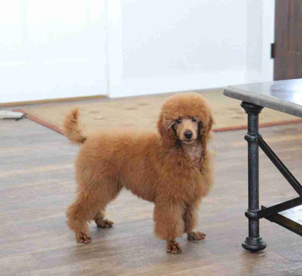 Mini Maltipoo Sire A handsome Mini Maltipoo Sire with a vibrant, curly red coat standing confidently in a home setting, representing the intelligent and athletic Poodle genetics found in our premium hybrid litters.