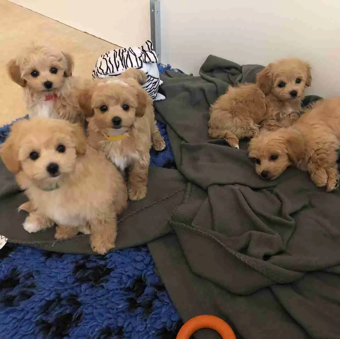 Miniature Maltipoo Puppies for Sale | Mini Maltipoos $1,200 | Small Non Shedding Dogs for Sale Miniature maltipoo puppies for sale, mini maltipoos for sale 3 males 3 females 11 week old maltipoo, small non shedding dogs for sale, mini dogs for sale 10-20 lbs 12-15 inches 20 lb full grown mini maltipoo puppies, miniature maltipoo price $1,200 affordable small to medium hypoallergenic dogs, miniature maltese poodle puppies for sale MFS Omaha Nebraska