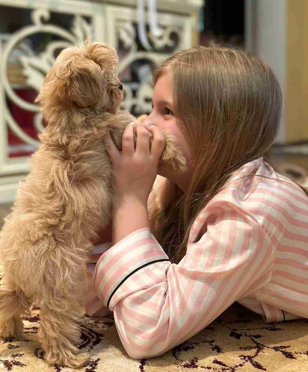 Playful Maltipoo Puppy for Sale A playful maltipoo puppy for sale stands on its hind legs, paws on the hands of a young girl with long brown hair, who is lying on a patterned rug. She is wearing pink and white striped pajamas, and the puppy has fluffy, light brown fur. The background shows a white ornate cabinet.