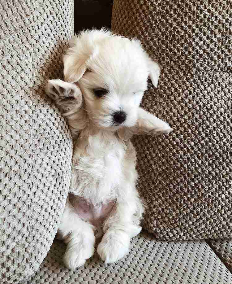 Pocket Maltese Puppies For Sale â The Ultimate Travel Companion A tiny Pocket Maltese puppy for sale sitting inside a lady's overcoat pocket, peeking out with its tongue slightly visible. This image perfectly illustrates the "Pocket" size of these puppies, highlighting their portability and miniature stature.