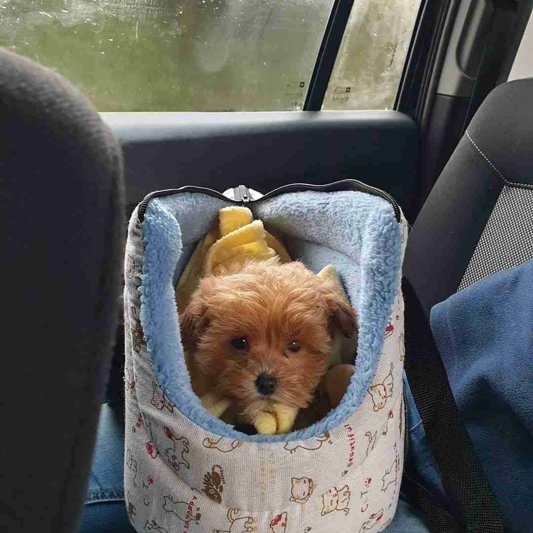 Puppy Breeders That Ship Young Maltipoo puppy resting inside a soft, fleece-lined travel carrier positioned securely on a passenger seat, illustrating how responsible puppy breeders that ship prioritize warmth, comfort, supervision, and safe transport during regional or long-distance delivery.