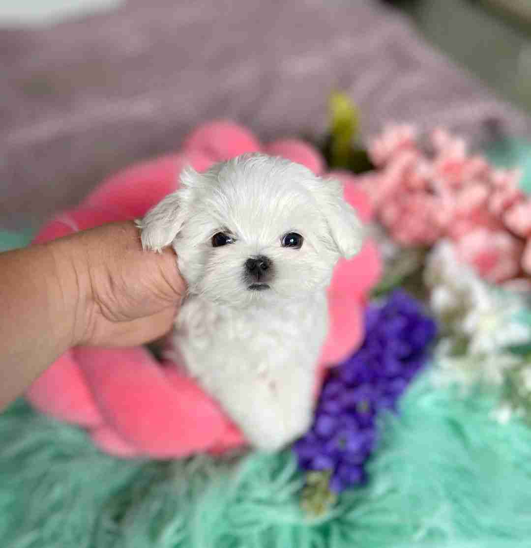 Purebred Maltese For Sale â Champion Bloodline Pedigrees A side-profile view of a purebred maltese for sale, showcasing its level topline, high tail carriage, and silken white hair. The image is designed to show the "typey" breed characteristics that distinguish a purebred maltese for sale at MFS from lower-quality mixed breeds.