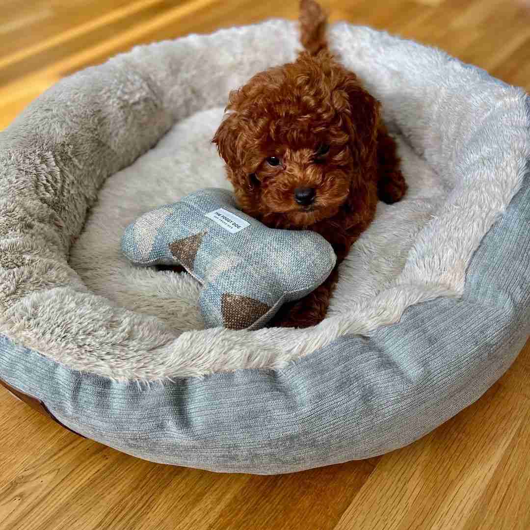 Red Maltipoos for Sale | Vici | Social Butterfly | ESA Candidate Red Maltipoos for sale Vici social butterfly people loving personality therapy dog ESA emotional support candidate deep red Toy female $1,300 MFS