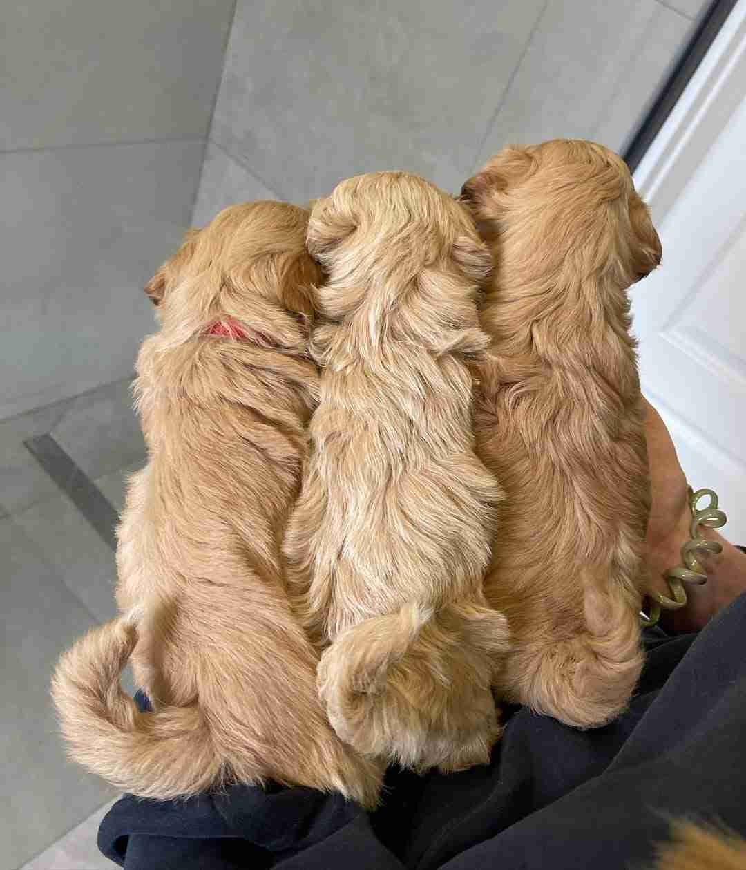 Reverse F1b Maltipoo that is 75% Maltese 25% Toy Poodle A 75% Maltese 25% Toy Poodle puppy, known as a reverse F1b Maltipoo, available for delivery to Virginia Beach, VA.