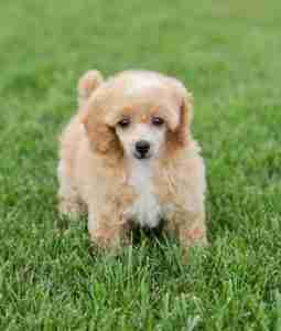 Teacup and Toy Maltipoo Sire A rare cream-and-white Teacup and Toy Maltipoo Sire standing in lush green grass, showcasing the dainty size and unique bi-color coat patterns available in our smallest, most exclusive litters.