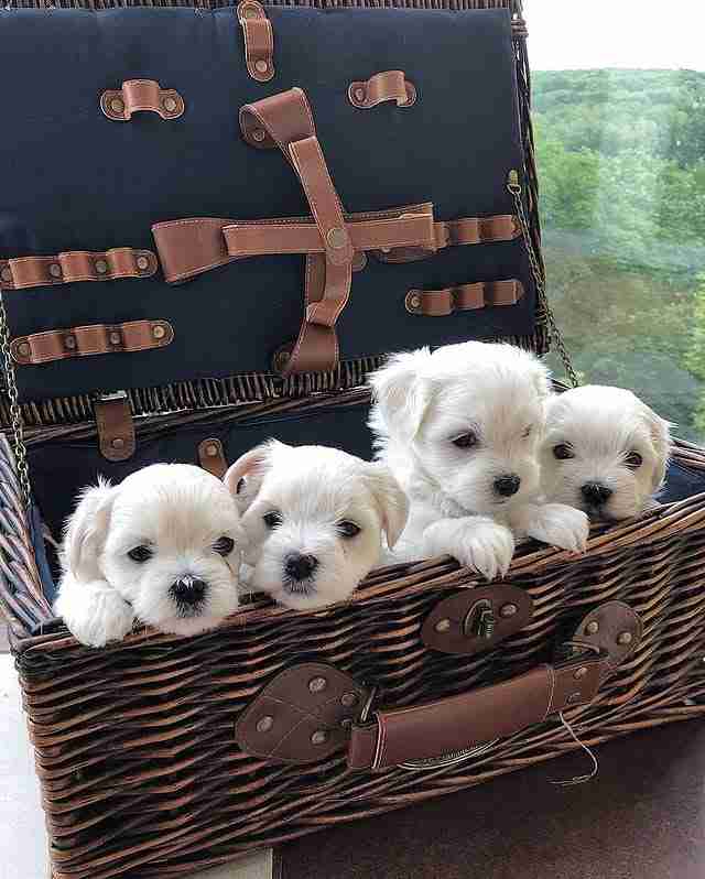 Teacup Maltese Dogs For Sale â Elite 5lb adult Size A group photo of Teacup Maltese Dogs For Sale, showing four tiny white puppies with massive "doll-face" eyes and short muzzles. These puppies are sitting in a luxury wicker basket, highlighting their small 5lb adult charting size and their status as premium lap dogs.