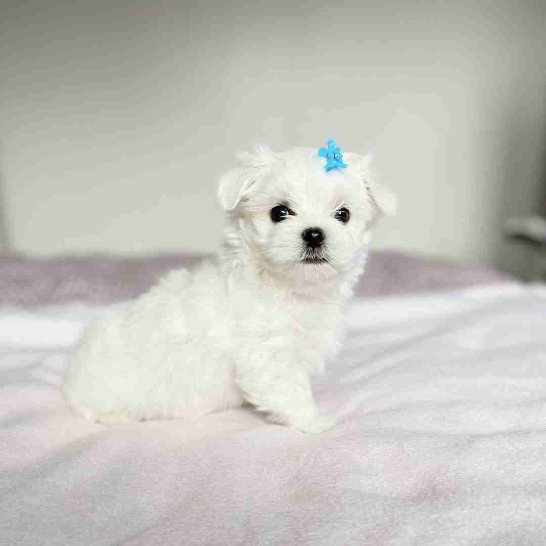 Teacup Maltese For Adoption â Why Professional Breeding Matters An image contrasting a rescue-style dog with a pristine MFS puppy, used to educate those searching for Teacup Maltese For Adoption. The photo highlights the importance of health guarantees and known genetic history that you get with MFS, compared to the risks of "adoption" for tiny breeds.