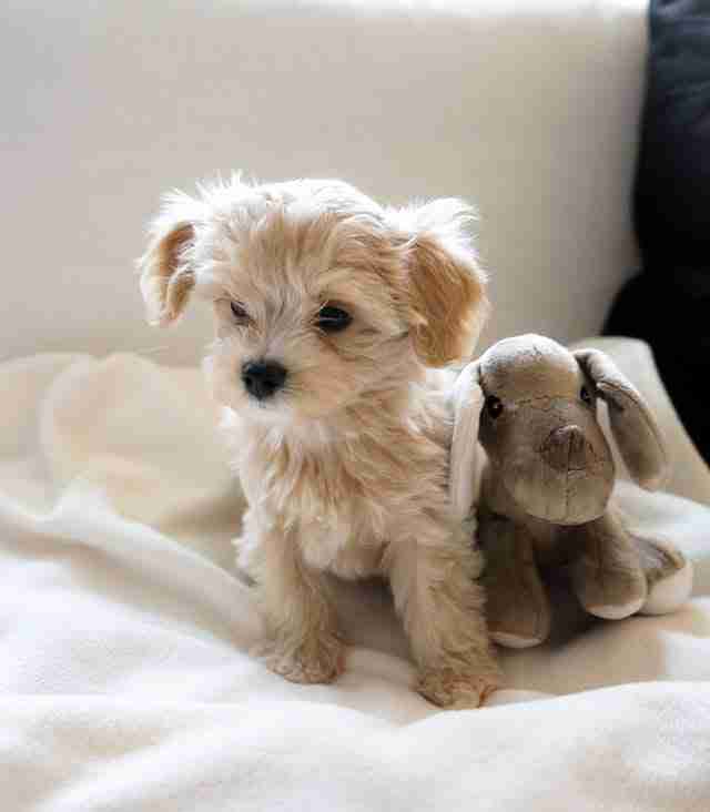 Tiny Puppies for Sale Tiny puppies for sale Lori micro Maltipoo size reference 2.8-3.7 lbs fits in hand palm-sized teacup female showing actual tiny teacup Maltipoo for sale scale comparison