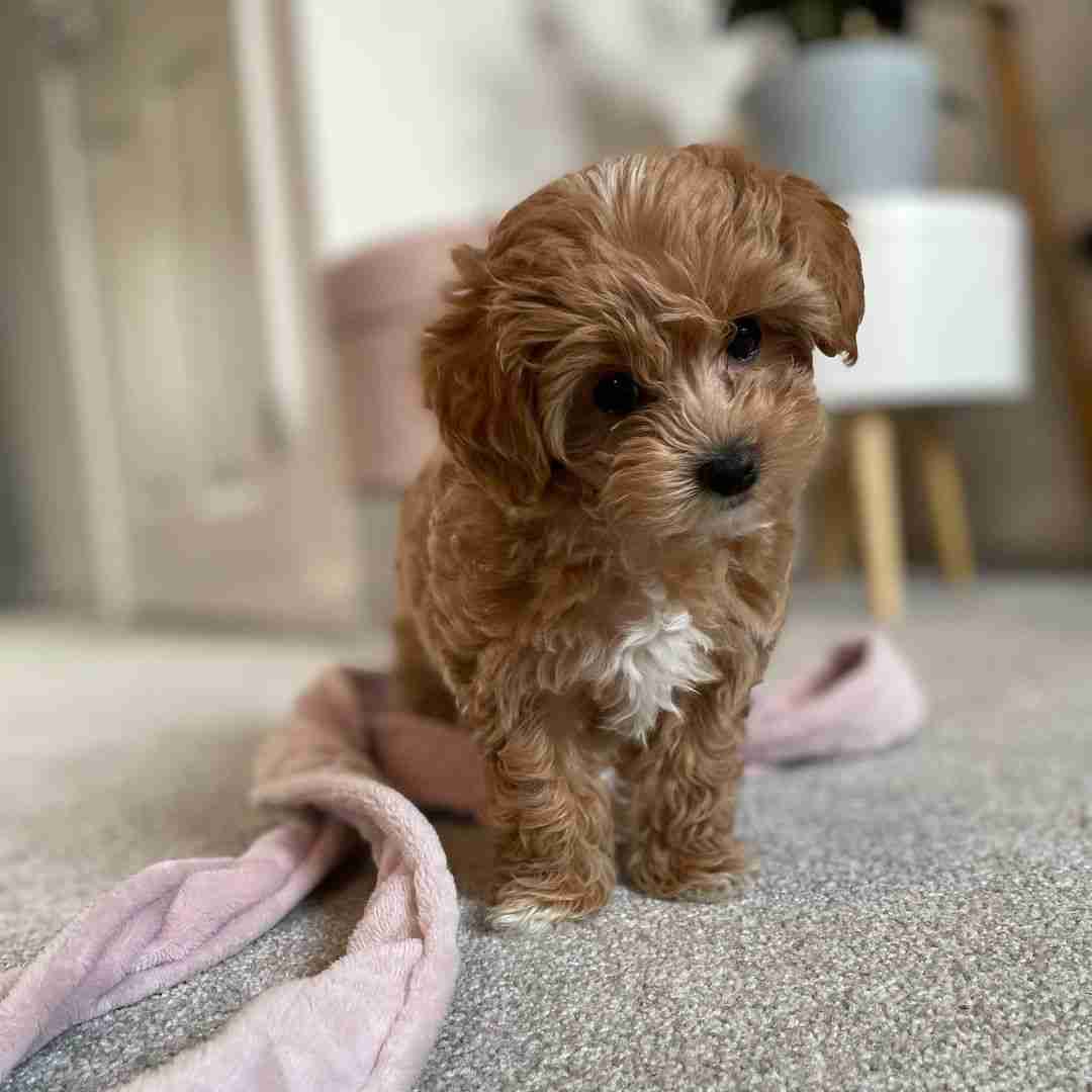 Toy Maltipoo Puppy for Sale | Ella | Goldilocks Size | 5.4-8.0 lbs Toy Maltipoo puppy for sale Ella Goldilocks size 5.4-8.0 lbs teacup portability Toy sturdiness best of both worlds dark apricot female $1,300