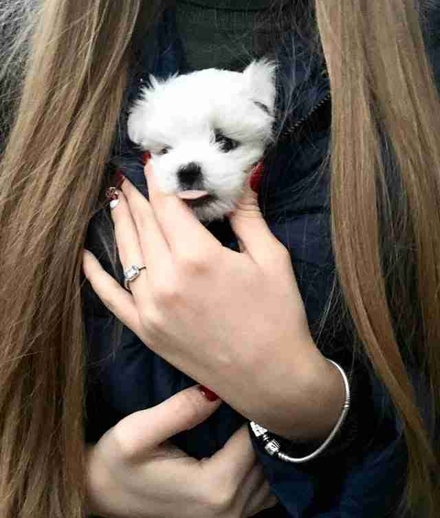 Verified MFS Maltese Customer Review â Roberta T. from Arizona A heartwarming photo of a healthy, adult white Maltese named Bella, owned by a verified MFS Maltese customer in Arizona. The image highlights the long-term health and pristine white coat of a purebred Maltese purchased from the Magee family, serving as proof of the legitimacy and quality of our AKC-registered puppies compared to common online puppy scams.