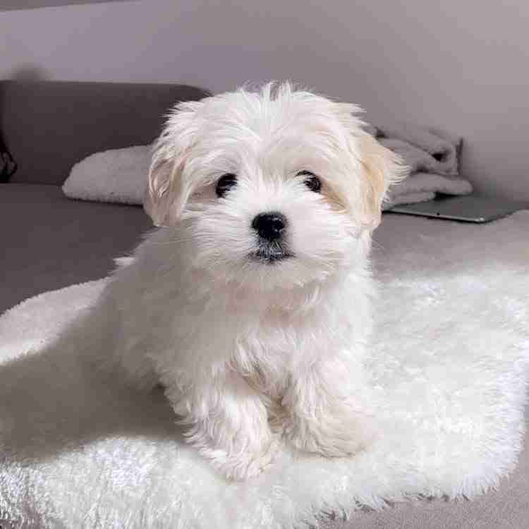 White Maltipoo for Sale White Maltipoo for sale Mike all white Maltipoo micro doodle for sale male 2.4-3.3 lbs white maltipoo price $1,700 Maltese poodle white Embark DNA tested MFS Omaha breeder nationwide shipping